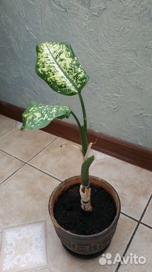 Диффенбахия два вида, Алоэ Вера, Спатифиллум