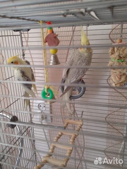 Попугай корелла с клеткой