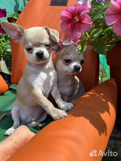 Красавчики