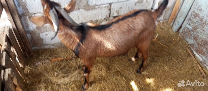 Чешский козёл