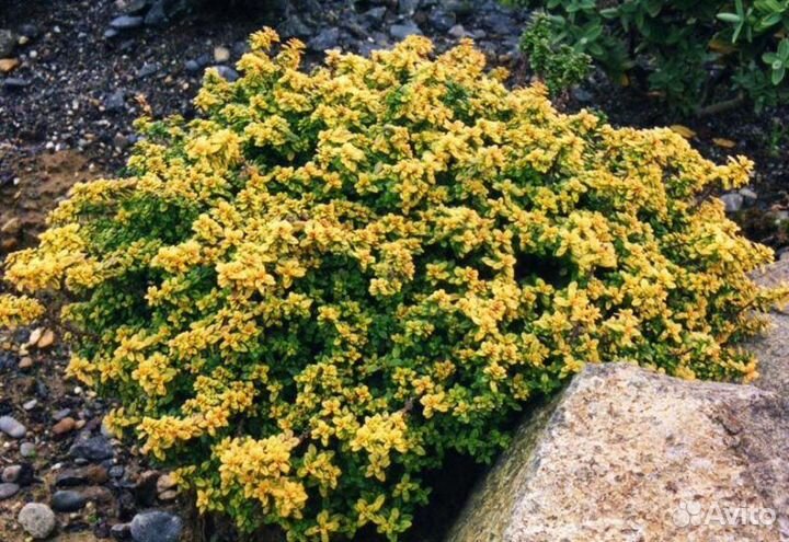 Тимьян Голден Кинг (лимоннопахнущий)