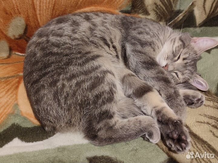 Зоотакси/ такси для перевозки животных