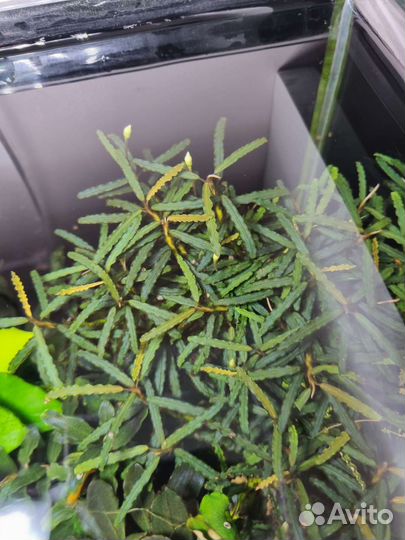 Аквариумные рыбки и растение буцефаландры, мхи