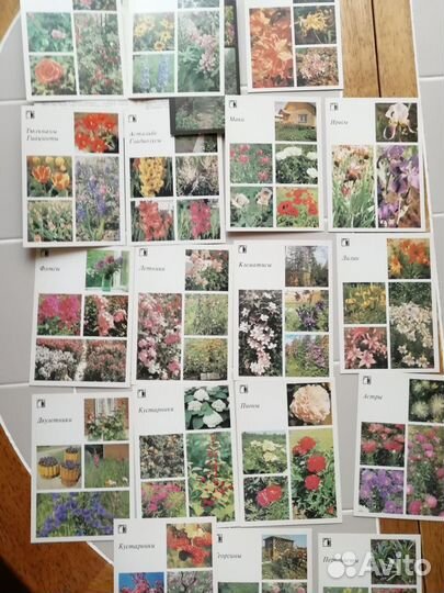 Набор открыток из СССР растения