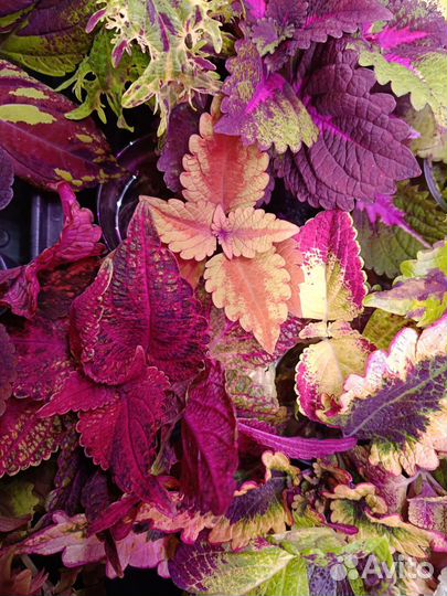 Колеусы срезы