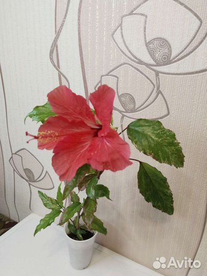 Фикус, Гибискусы