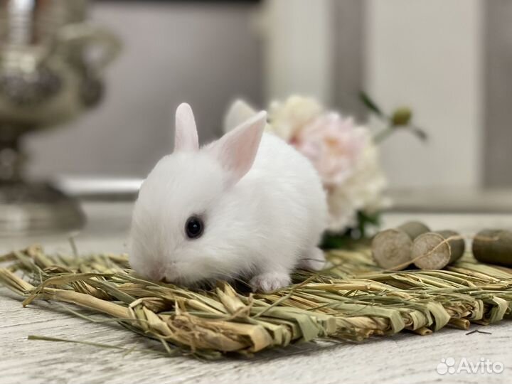 Карликовый кролик