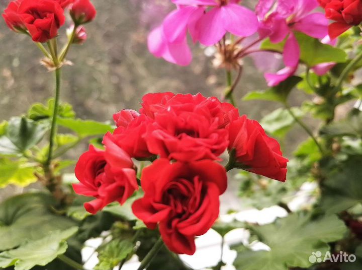 Пеларгония красная. Герань розебудная