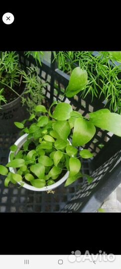 Аспарагусы сортовые, традесканция, азистазия вар