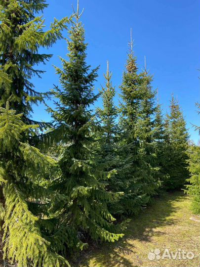 Ель сербская от 3 метров