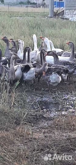 Крупные серые гуси