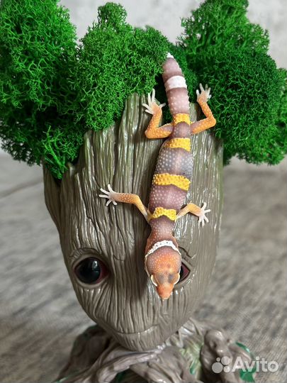 Эублефар малыш