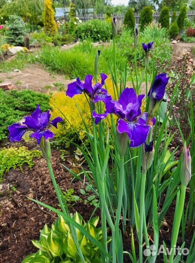 Ирис сибирский
