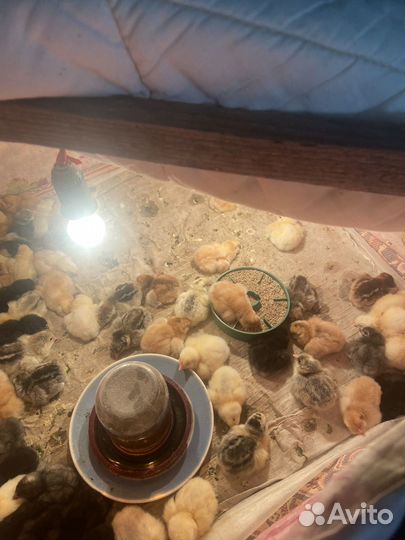 Цыплята суточные