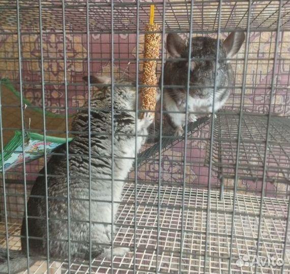 2 шиншиллы с клеткой