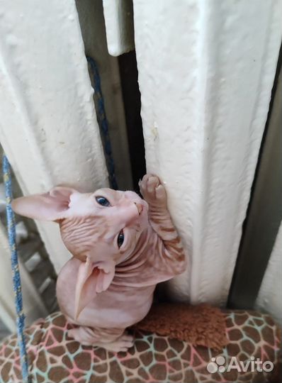 Донской сфинкс котята