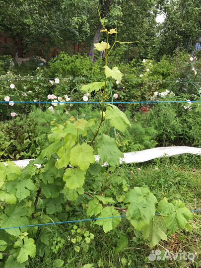 Саженцы винограда