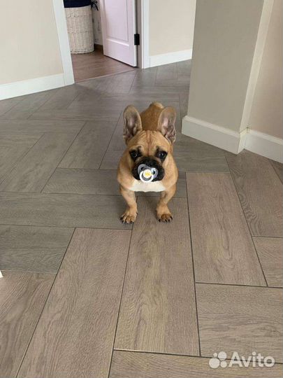 Французский бульдог кобель вязка