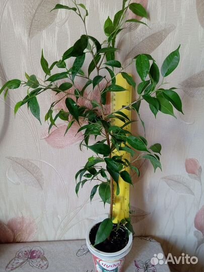 Фикс Бенджамина