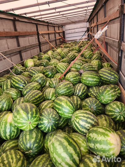 Арбуз оптом и розницу