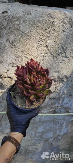 Суккуленты