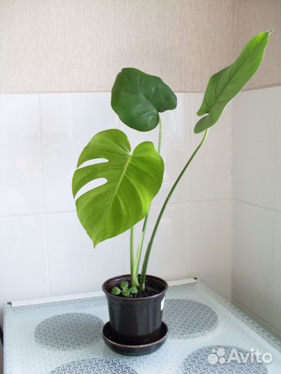 Монстера Делициоза, цветок с горшком 450 и1500