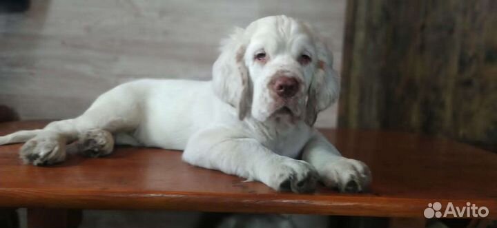 Кламбер спаниель