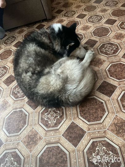 Сибирский хаски