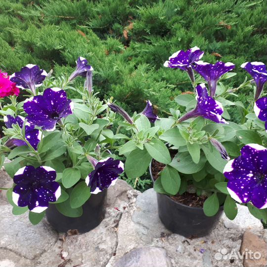 Цветы в горшках