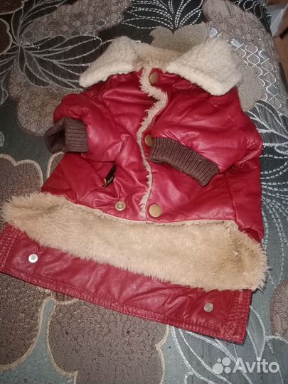 Одежда для маленьких пород собак