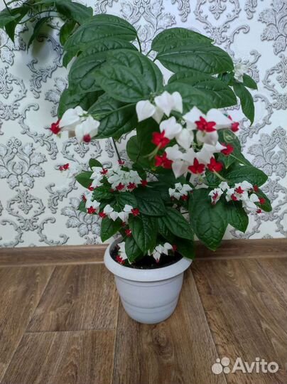 Клеродендум