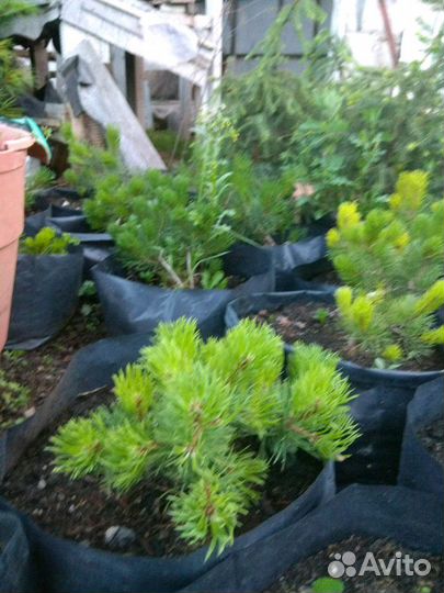 Сосна горная