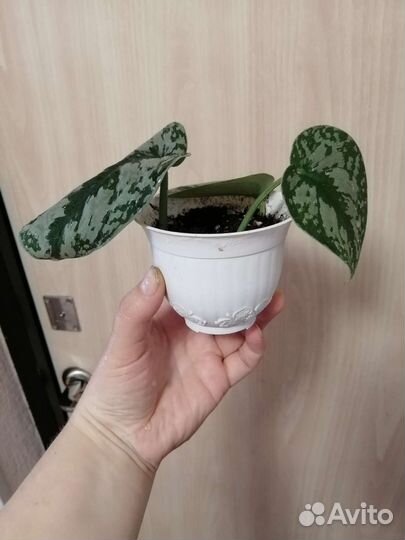 Сциндапсус пиктус треби