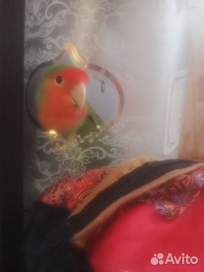 Продам самку неразлучника в пару или в стаю