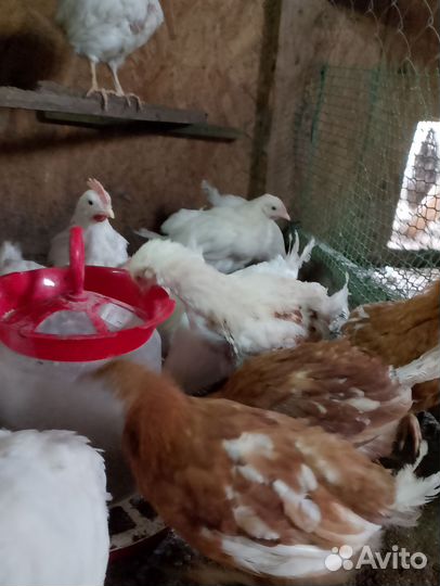 Петух леггорн