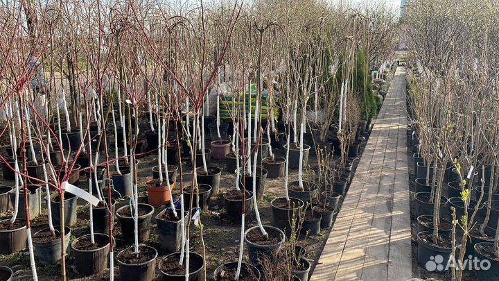 Саженцы Ежемалина Блэк Сатин без шипов