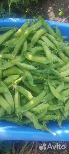 Горох домашний