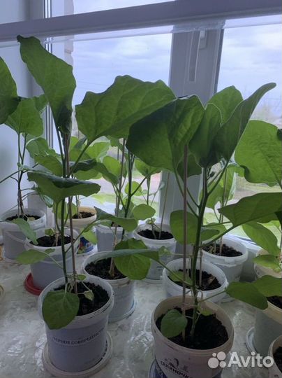 Рассада баклажан