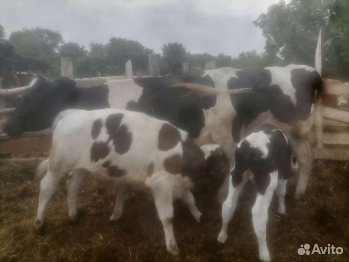 Продажа бычков телят