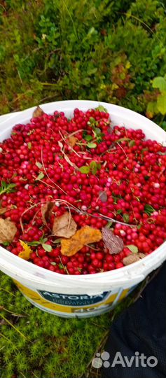 Брусника с мусором