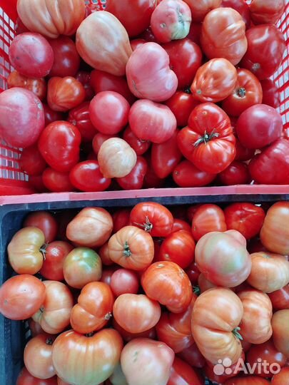 Томаты домашние