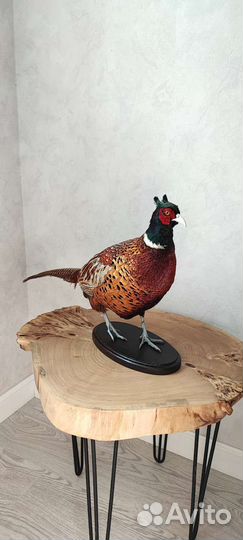 Чучело фазана охотничьего