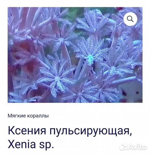 Продам кораллы