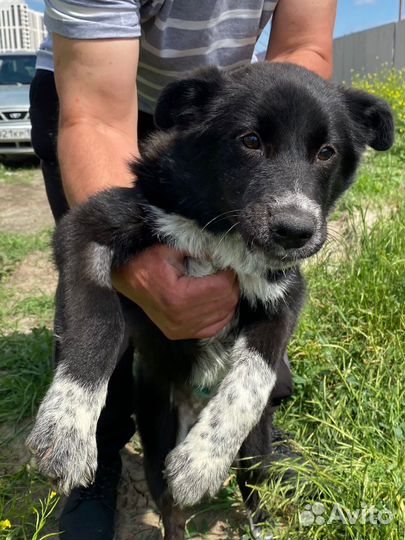 Щенок в добрые руки