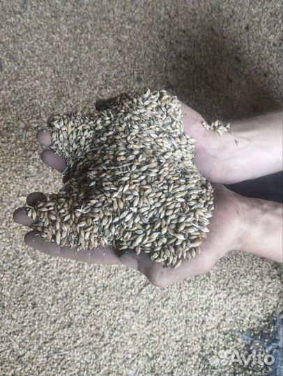 Зерно ячмень