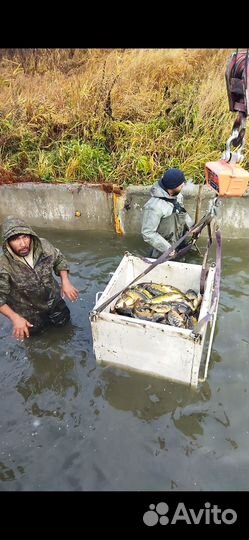 Карп 2 х годовик весом 800 грамм