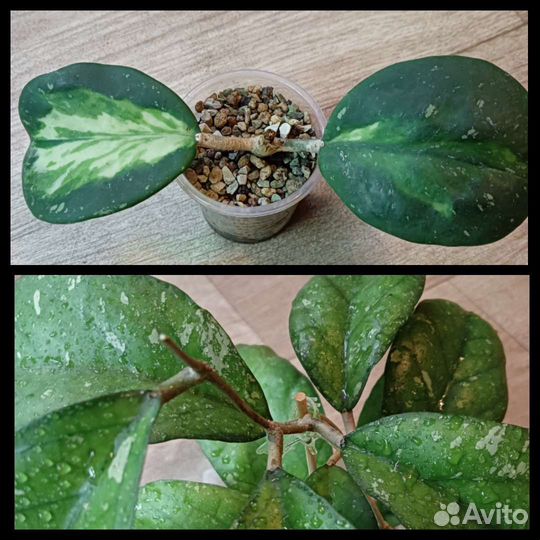 Хойя обовата вар,ан 049