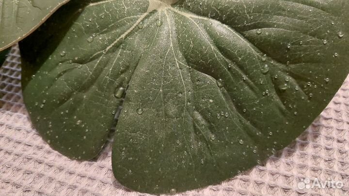 Кувшинки водяные Лилия плавучая Икея