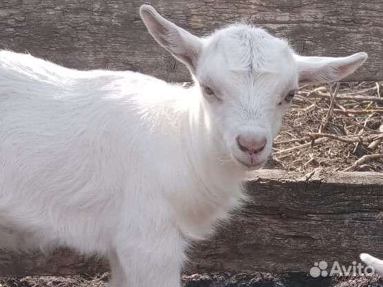 Козы дойные