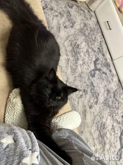 Кот в добрые руки